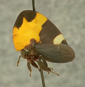 Phyllotropis cingulata (Germar, 1835), collection material from the Zoological State Collection in Munich, approx. 12 mm high and 6 mm long