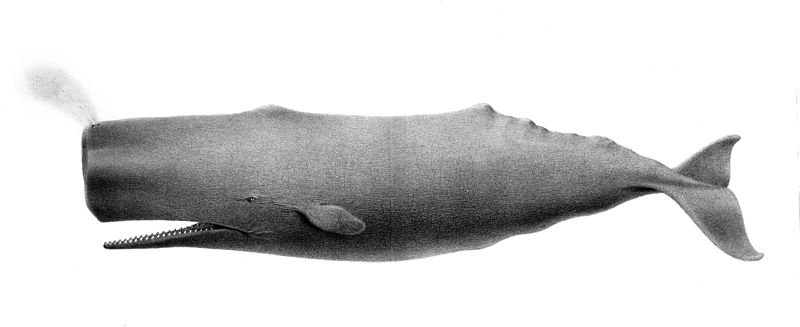 File:Physeter macrocephalus1.jpg