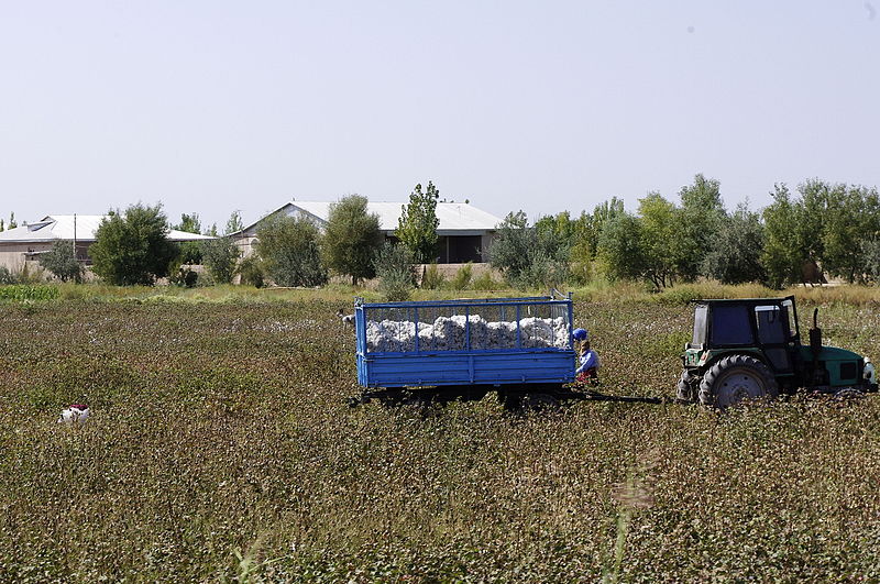 File:Picking cotton in Uzbekistan IGP2422.jpg