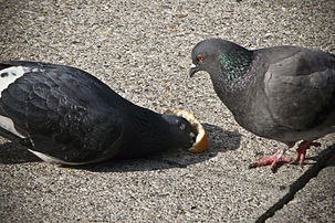 Deux pigeons bisets (Columba livia) se nourrissant de pain jeté par un passant. (définition réelle 3 264 × 2 176)