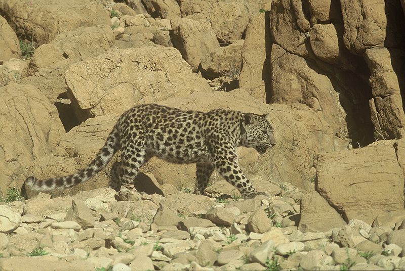 File:PikiWiki Israel 14861 judean desert leopard.JPG