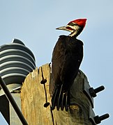 Male at the edge of a large wooded acreage