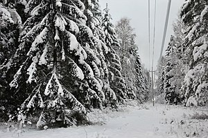 Mets: Määratlused, Levik, Suktsessioon