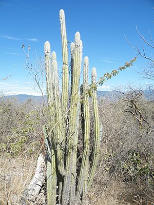 Pilosocereus quadricentralis.jpg