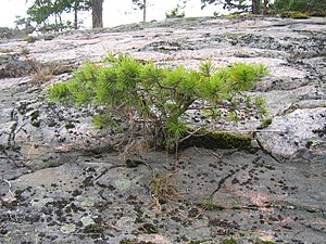 Skógarfura: Trjátegund í flokki barrtrjáa