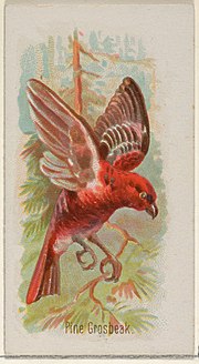 Thumbnail for File:Pine Grosbeak, from the Song Birds of the World series (N23) for Allen &amp; Ginter Cigarettes MET DP835288.jpg
