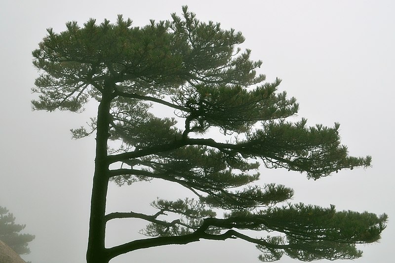 File:Pine of Huangshan 20141109.jpg