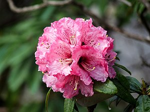 Pink Rhododendron Blossom Prashar Himachal Apr11 P1020872.jpg