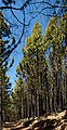 * Nomination Pinus canariensis-Forest (Canary Island pine) with scorched bark at the Ruta de los Volcanes, La Palma --Llez 05:20, 19 May 2019 (UTC) * Promotion  Support Good quality. --ArildV 13:41, 19 May 2019 (UTC)