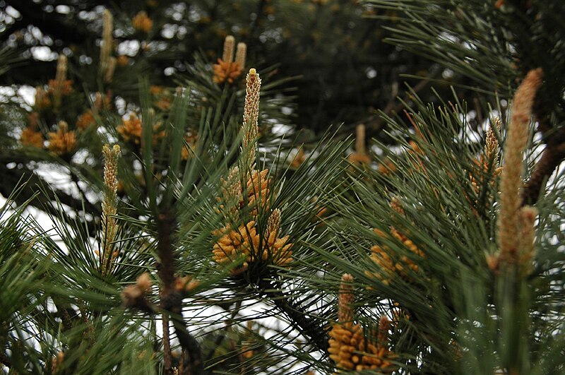 File:Pinus hwangshanensis Lushan 4.jpg