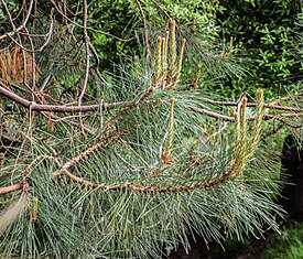 Pinus lawsonii Hackfalls Arboretumissa (4).jpg