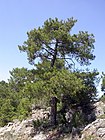 Unterart Pyrenäen-Kiefer (pinus nigra salzmannii)