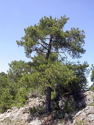 Pyrenäen-Kiefer (Pinus nigra subsp. salzmannii) in Frankreich