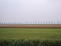 Flower bulb fields between Zeewolde and Almere, along the Pionierspad hiking trail