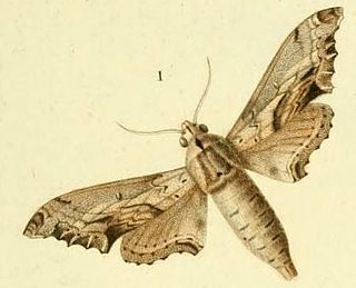 <i>Oplerclanis rhadamistus</i> Species of moth