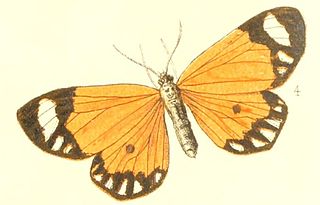 <i>Mimaletis</i> Genus of moths