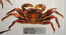 Plagusia dentipes - Национальный музей природы и науки, Токио - DSC07546.JPG