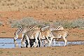 Burchell-Zebras, die nächsten Verwandten des Quaggas