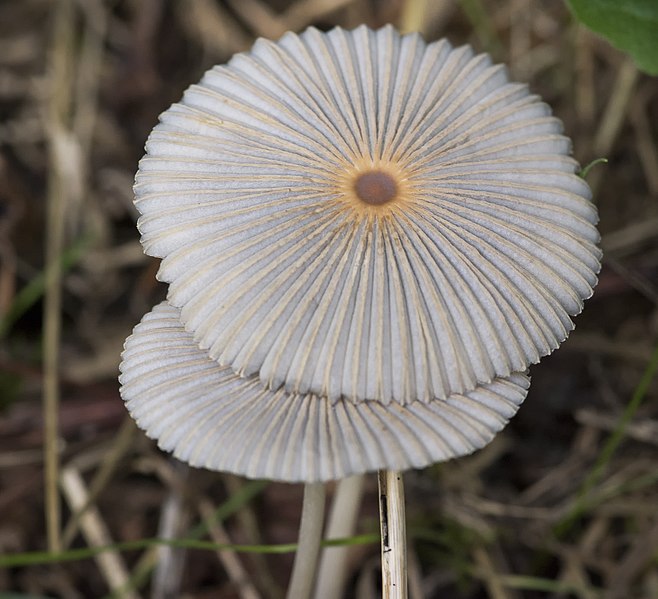 File:Pleated Inkcap - Parasola plicatilis (29783391482).jpg