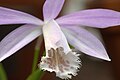 Pleione formosana