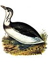 A Grebe