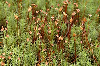 Polytrichaceae Family of mosses