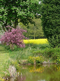 Pond, trees and rape crop, near Wrottesley Hall, Staffordshire - geograph.org.uk - 797788