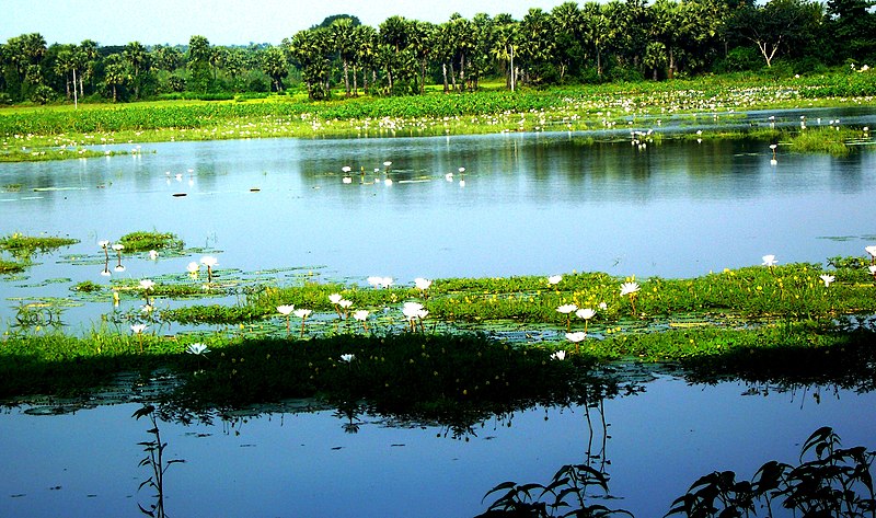 File:Pond Lotus Kuchimpudi.JPG