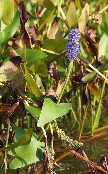 File:Pontederia cordata LC0100.jpg