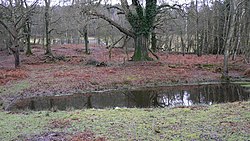 Pool on Stanley Common - geograph.org.uk - 1127494.jpg