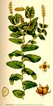 Potamogeton perfoliatus nf.jpg