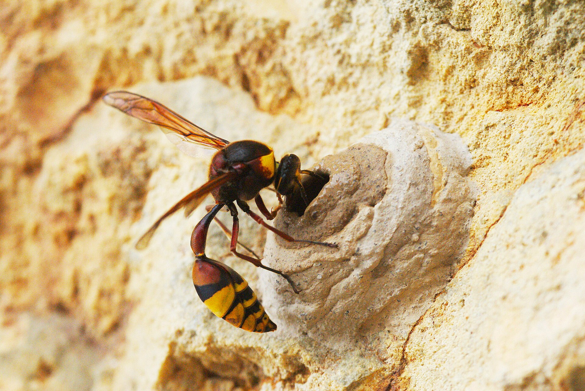 1920px-Potter_Wasp_building_mud_nest_near_completion.JPG