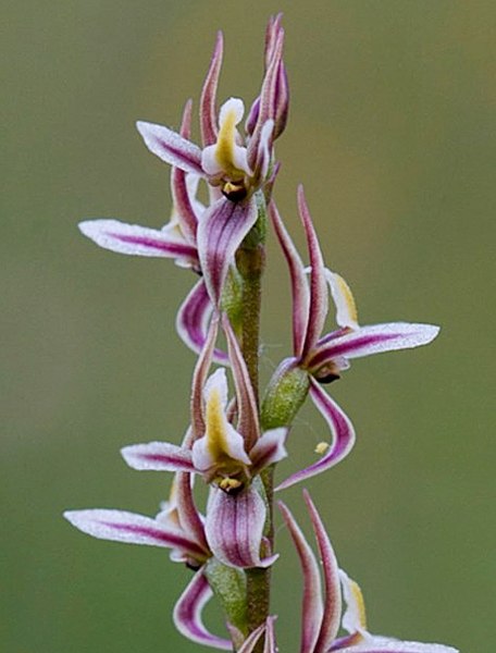 File:Prasophyllum petilum - cropped.jpg