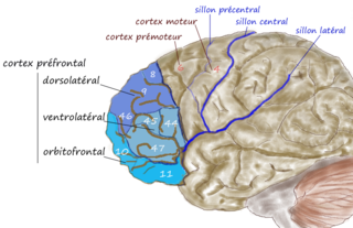 <span class="mw-page-title-main">Dorsolateral prefrontal cortex</span> Area of the prefrontal cortex of primates