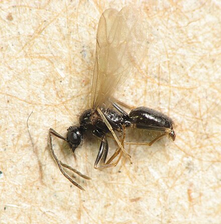 Alate male ant, Prenolepis imparis
