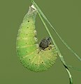 * Nomination Prepupatory 5th instar caterpillar of Mycalesis mineus (Linnaeus, 1758) – Dark-branded Bushbrown. (by Sarpitabose) --Atudu 16:14, 11 September 2022 (UTC) * Promotion Good quality. --Peulle 11:42, 12 September 2022 (UTC)