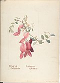 Lathyrus Splendens