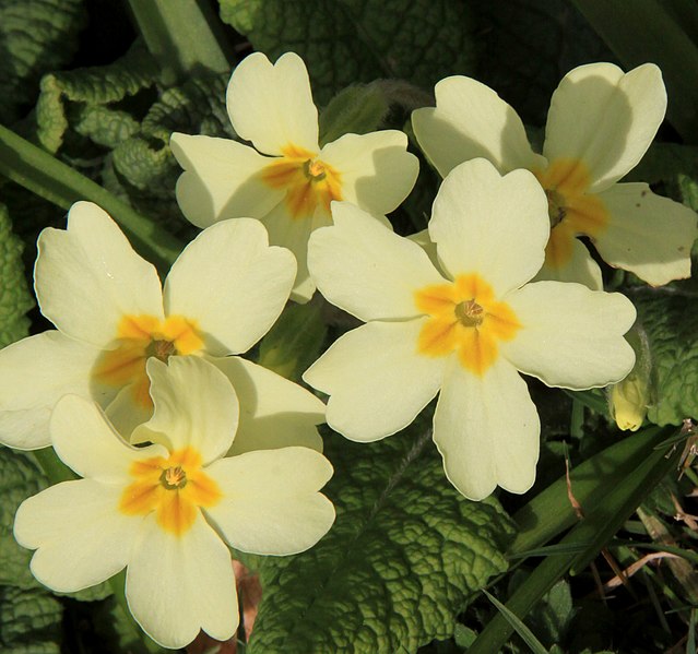 File:Primrose (3356633595).jpg