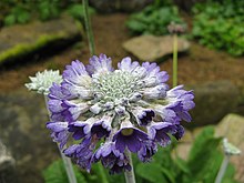 Primula capitata2.jpg