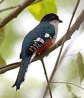 The Cuban trogon is the island's national bird. Its white, red and blue feathers match those of the Cuban flag. Priotelus temnurus -Camaguey, Camaguey Province, Cuba-8.jpg
