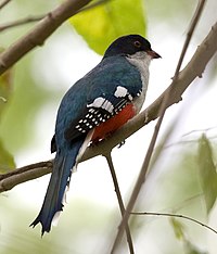 Priotelus temnurus -Camaguey, Camaguey Province, Küba-8