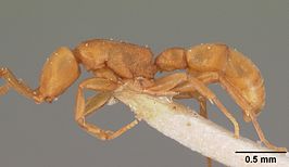 Probolomyrmex dammermani