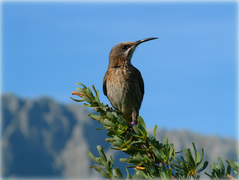 April 6: A Cape sugarbird (Promerops cafer).