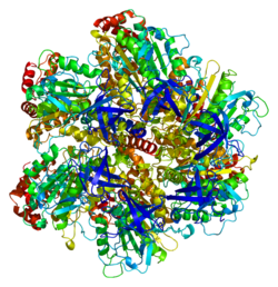 Fehérje ATP5A1 PDB 1bmf.png