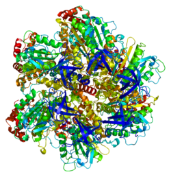 Eiwit ATP5A1 PDB 1bmf.png