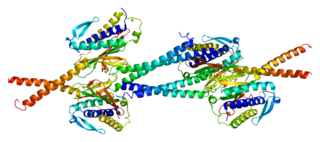 Protein MAD1L1 PDB 1go4.png