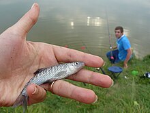 Esemplare pescato in Romania