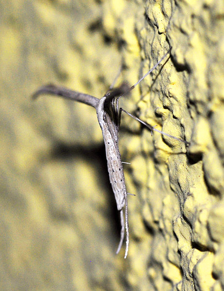 File:Pterophoridae-Goettingen03.jpg