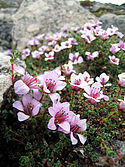 Saxifrage roxa