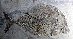 Pycnodus platessus.jpg 